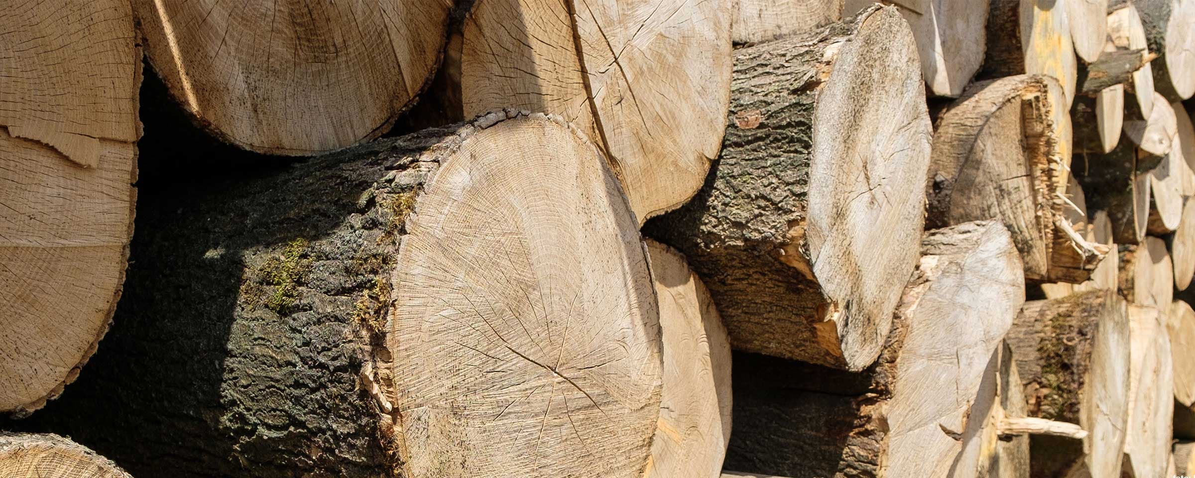 Stichting Hout Impact - Stapel essenbomen essentaksterfte
